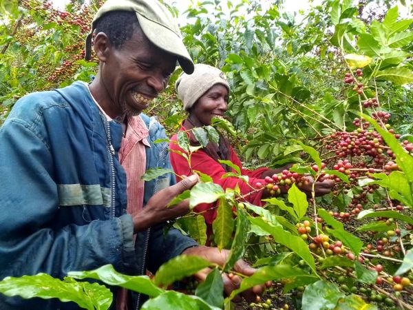 Hovedbilde Rwanda Sholi