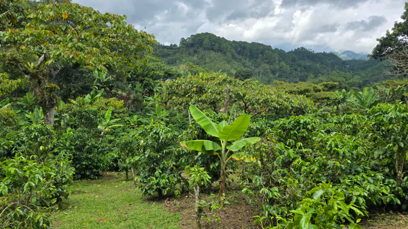 Guatemala Alta Verapaz økologisk