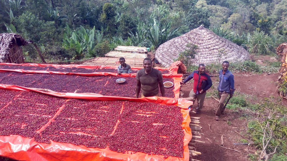 Etiopia Guji Tero Farm Økologisk