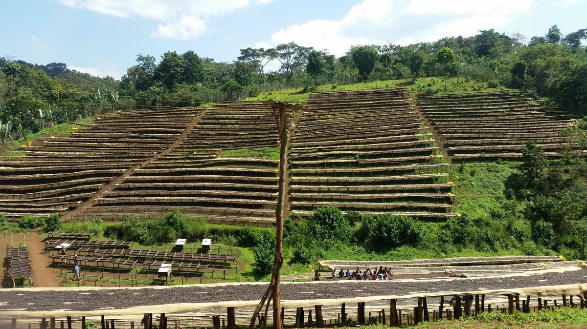 Etiopia Guji Tero Farm Økologisk