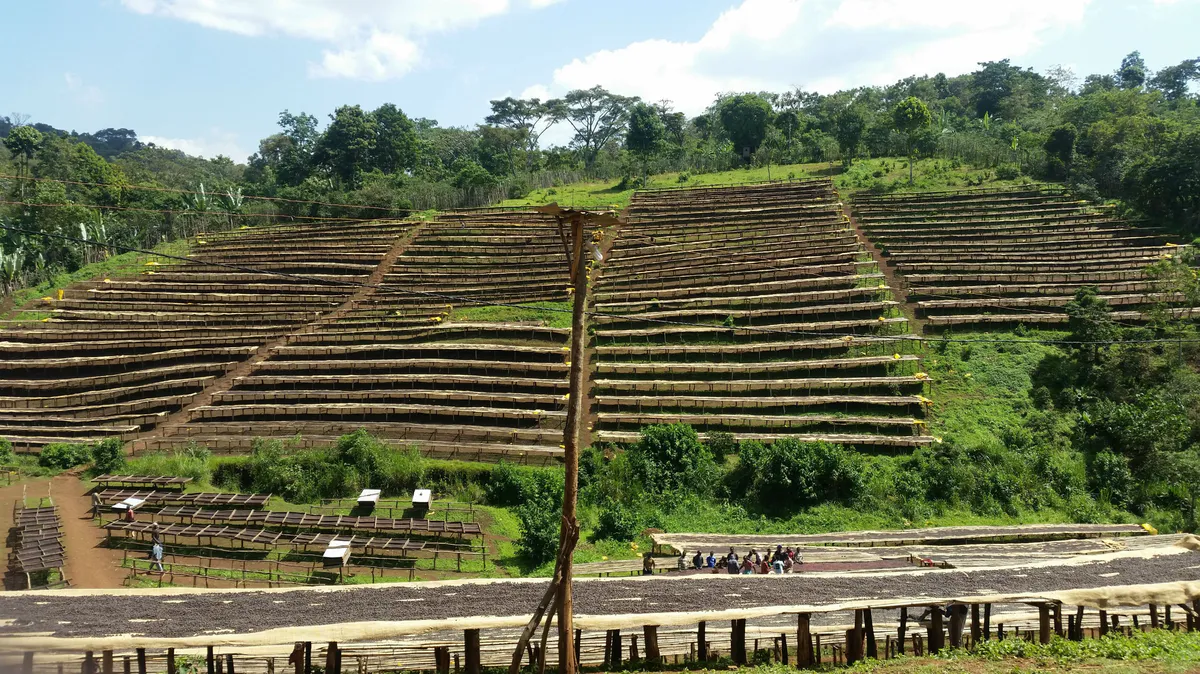 Etiopia Guji Tero Farm Økologisk