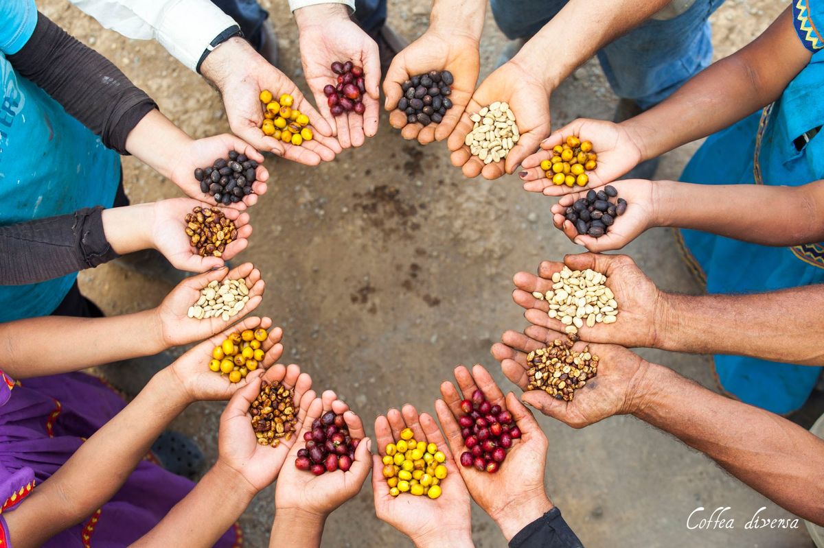 Guatemala Coffea Diversa Bourbon Rey