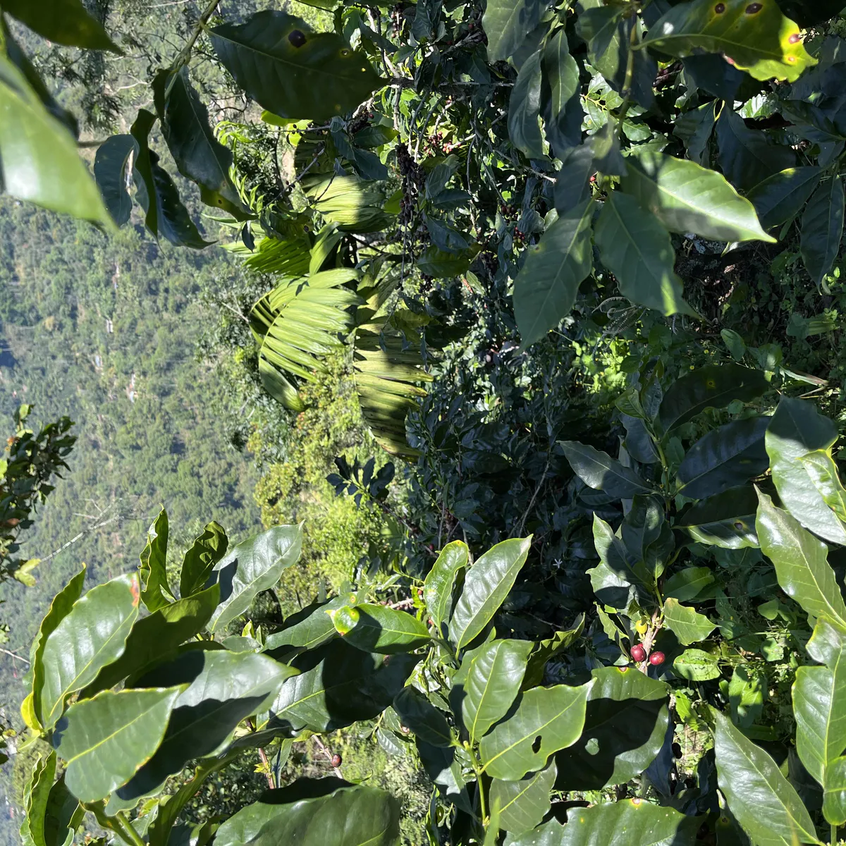 Guatemala Quetzalito økologisk